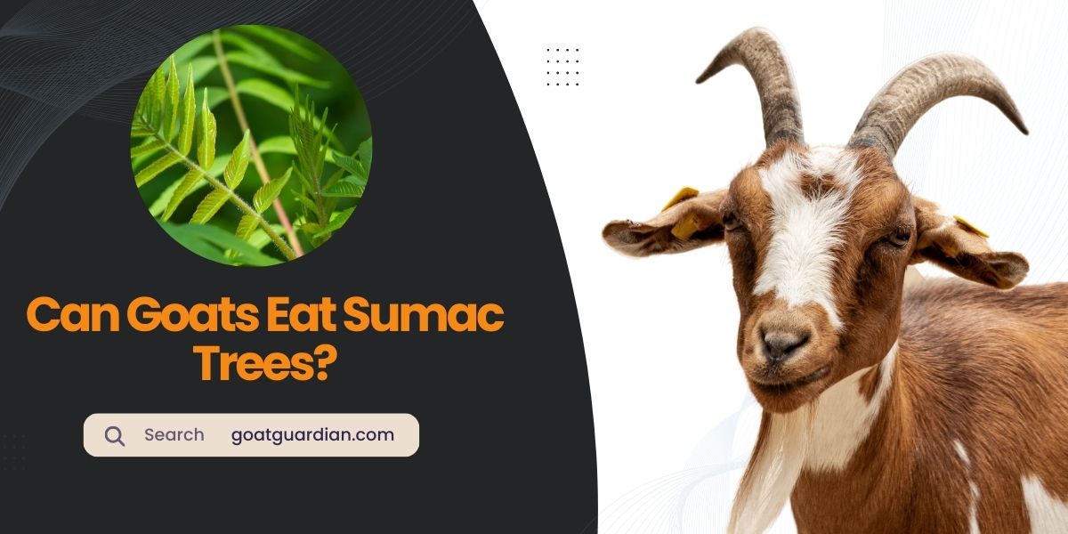 Can Goats Eat Sumac Trees