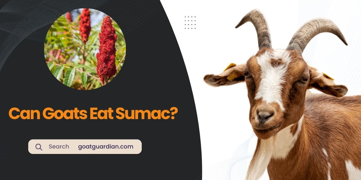 Can Goats Eat Sumac
