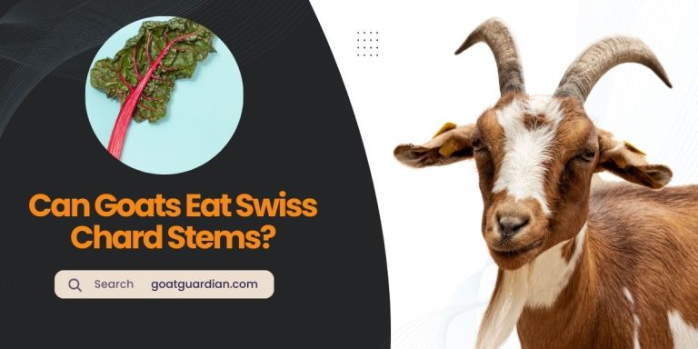 Can Goats Eat Swiss Chard Stems? (Yes or No)