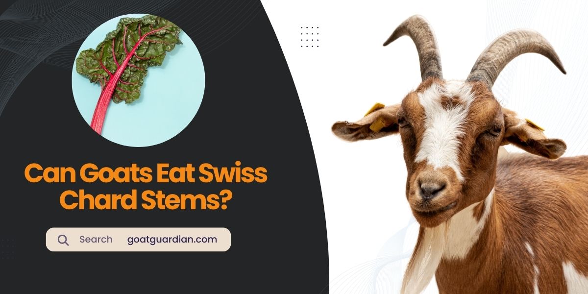 Can Goats Eat Swiss Chard Stems
