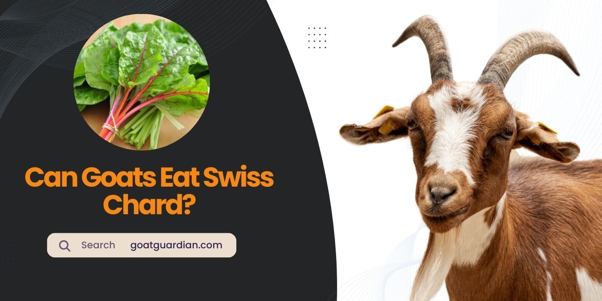 Can Goats Eat Swiss Chard