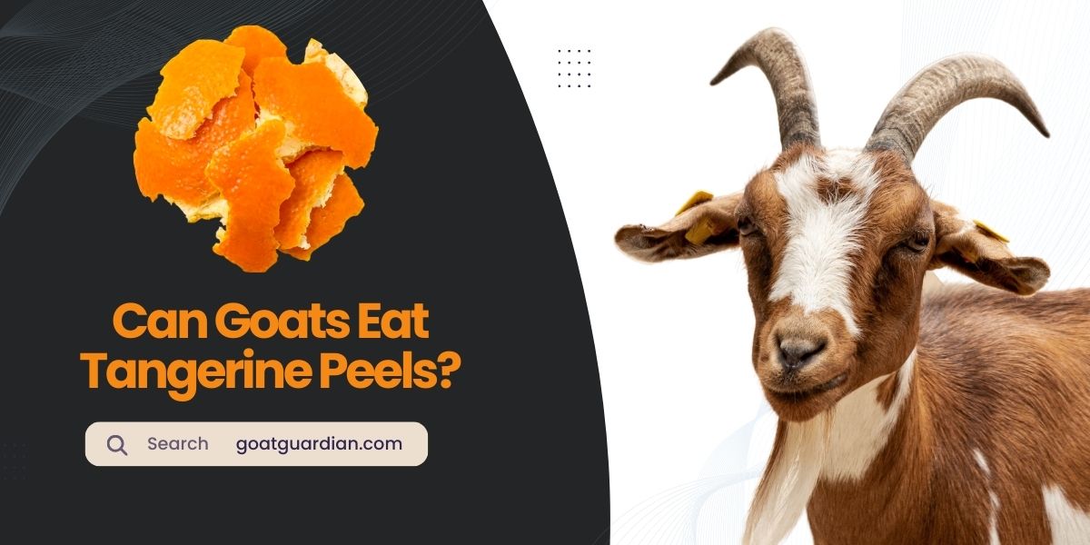 Can Goats Eat Tangerine Peels