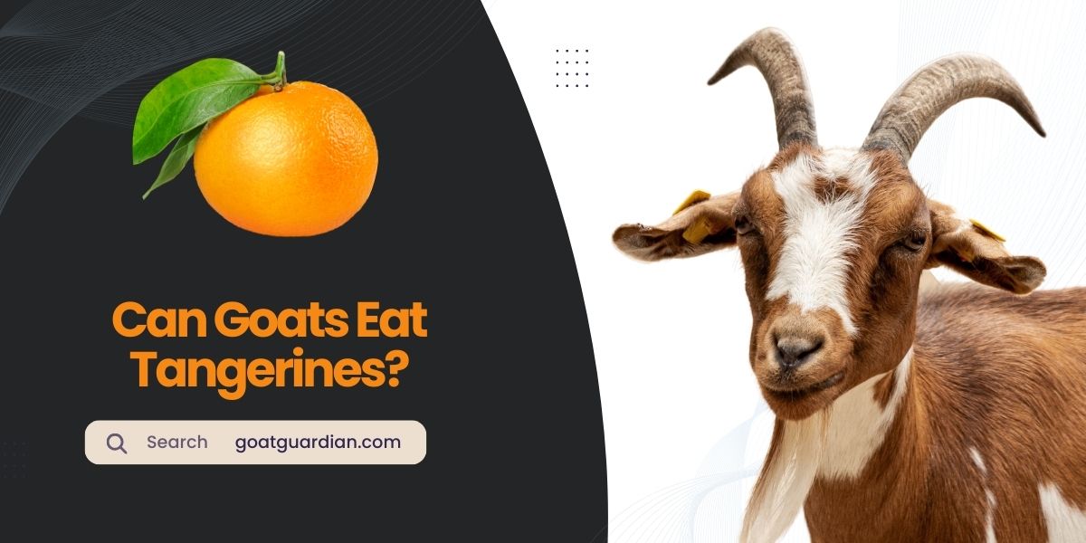 Can Goats Eat Tangerines