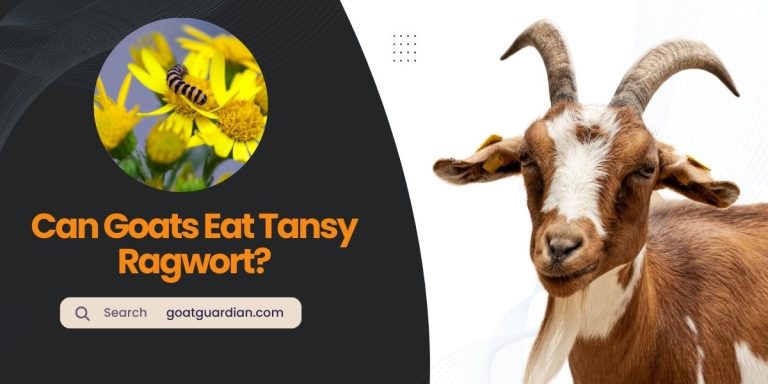 Can Goats Eat Tansy Ragwort? (Good or Bad)