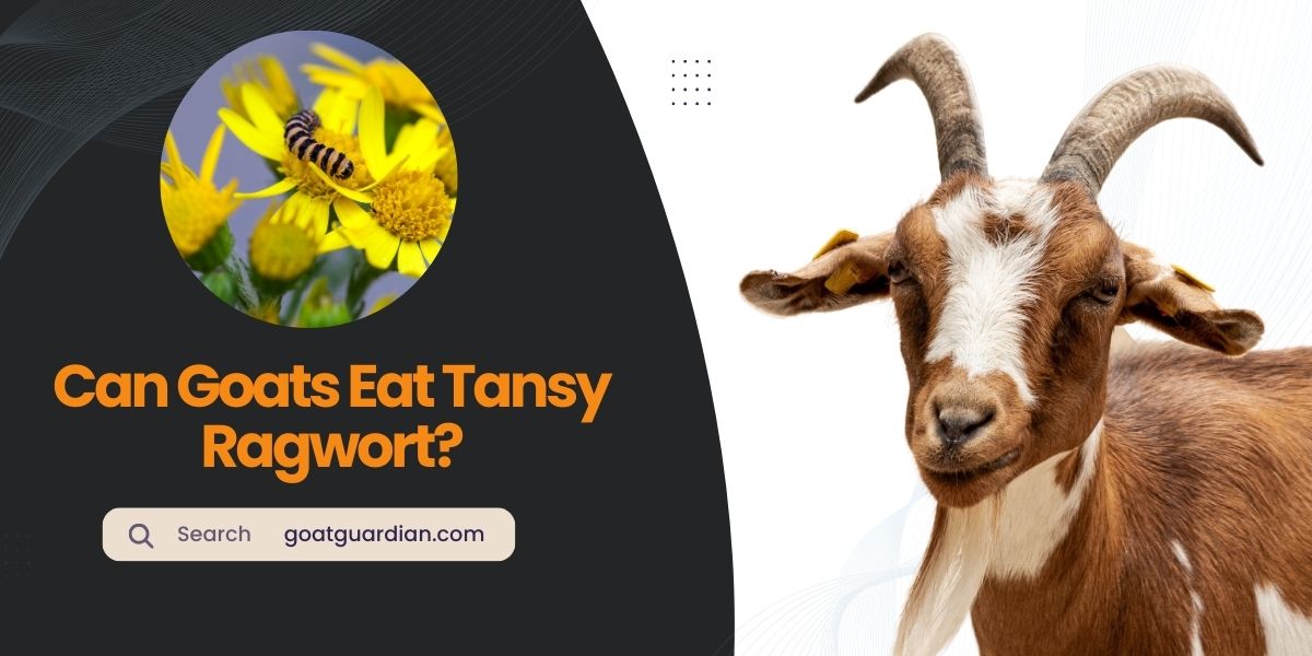 Can Goats Eat Tansy Ragwort