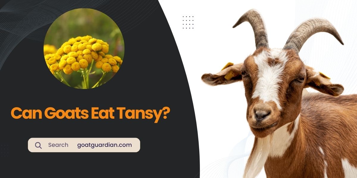 Can Goats Eat Tansy