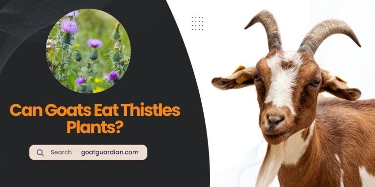 Can Goats Eat Thistles Plants? (Reality Exposed)