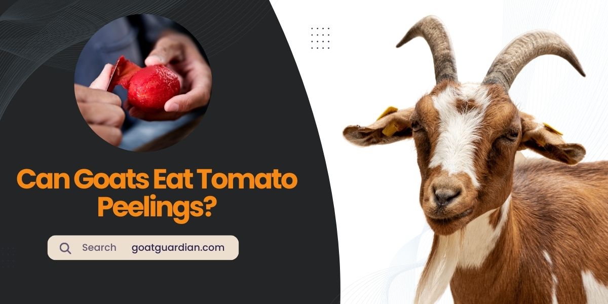 Can Goats Eat Tomato Peelings