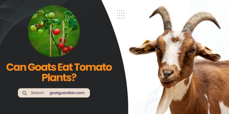 Can Goats Eat Tomato Plants? (Toxicity Myth)