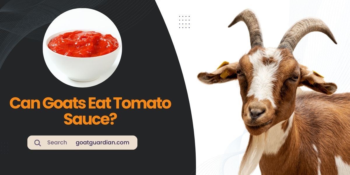 Can Goats Eat Tomato Sauce