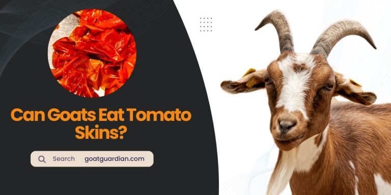 Can Goats Eat Tomato Skins? (Surprising Truth)