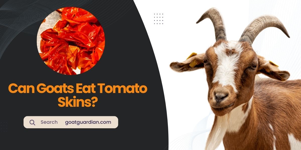 Can Goats Eat Tomato Skins