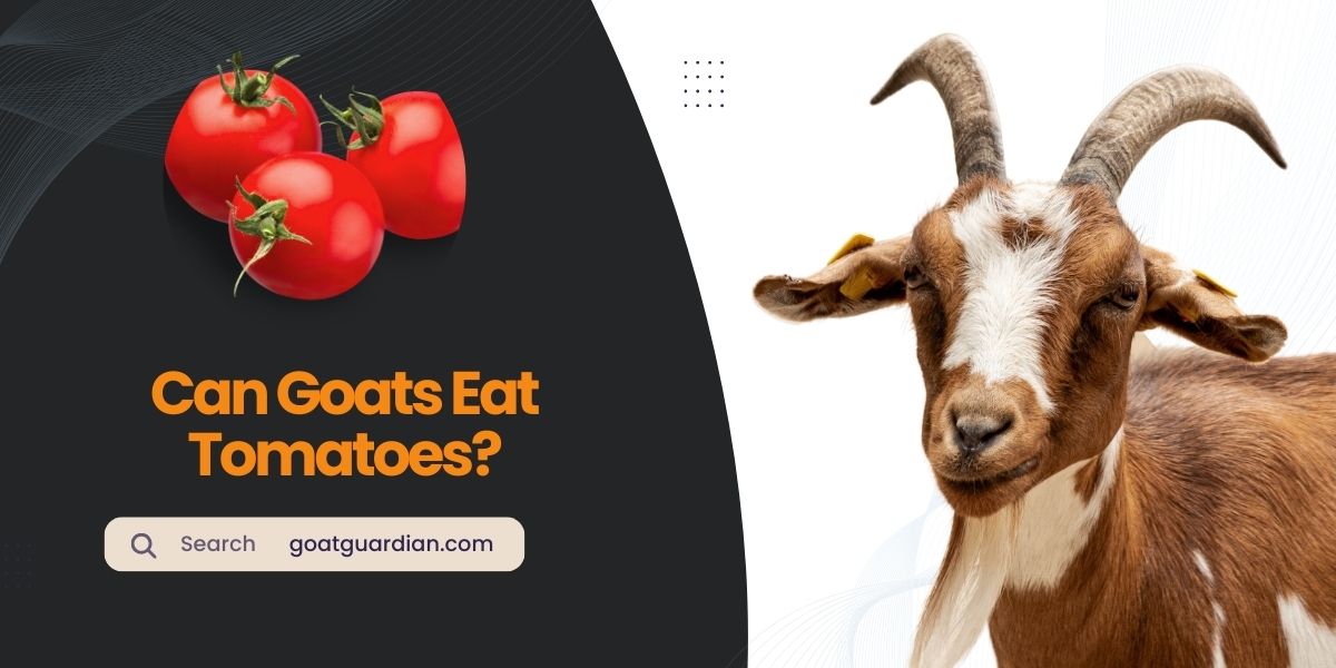 Can Goats Eat Tomatoes