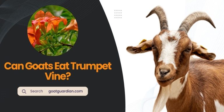 Can Goats Eat Trumpet Vine? (Myths vs Truth)