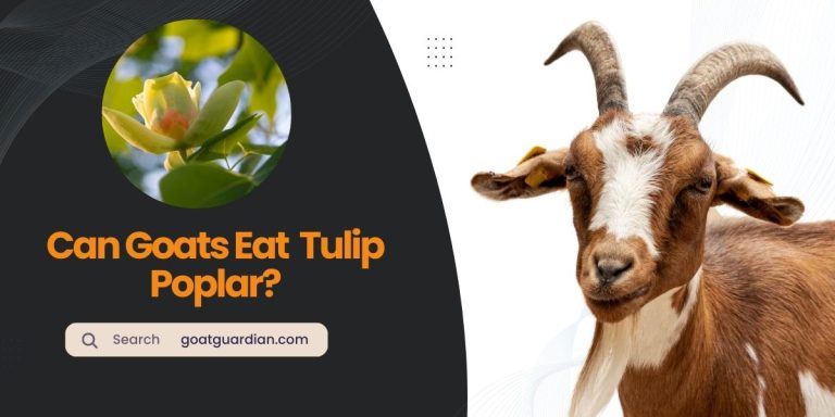 Can Goats Eat Tulip Poplar? (with Alternatives)