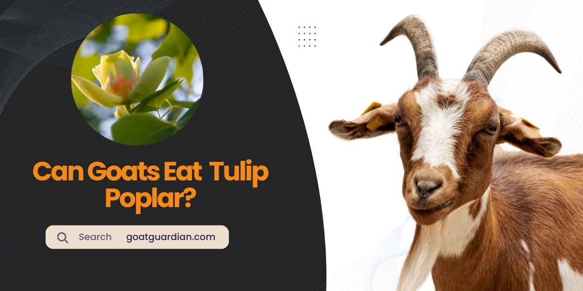 Can Goats Eat Tulip Poplar