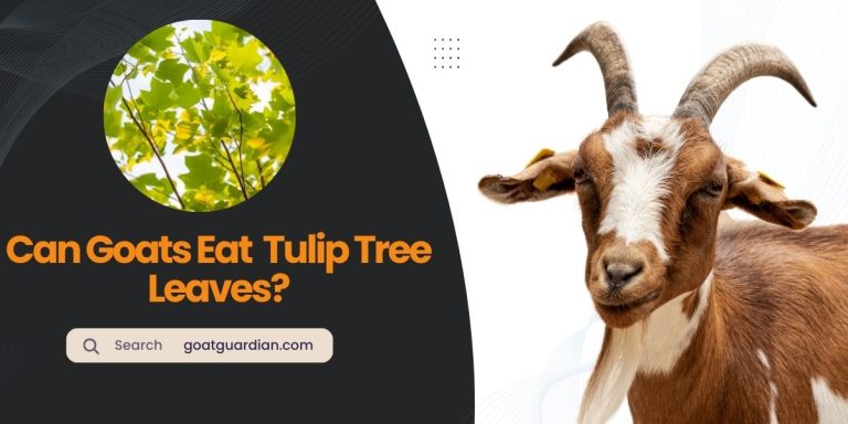 Can Goats Eat Tulip Tree Leaves? (Yes or No)