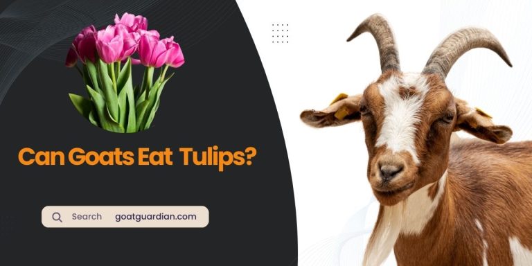 Can Goats Eat Tulips? (Truth Revealed)