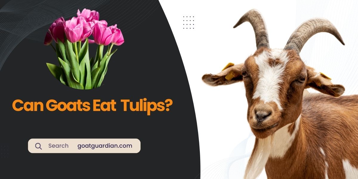 Can Goats Eat Tulips