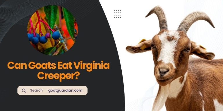 Can Goats Eat Virginia Creeper? (YES or NO)