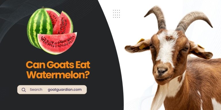 Can Goats Eat Watermelon? (with FAQs)