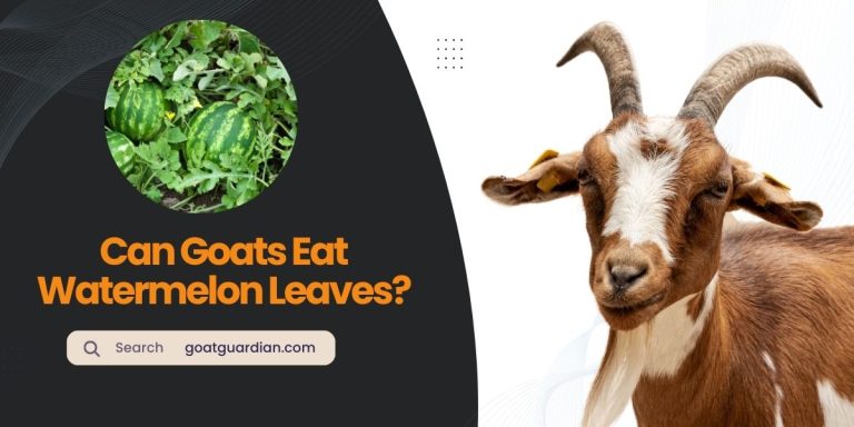Can Goats Eat Watermelon Leaves? (Myths vs Reality)