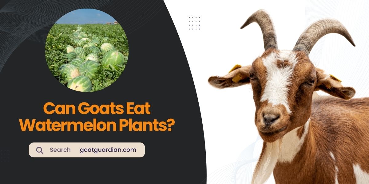 Can Goats Eat Watermelon Plants