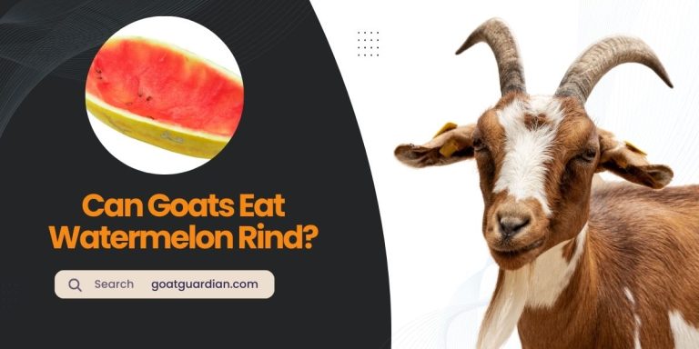 Can Goats Eat Watermelon Rind? (Truth Exposed)