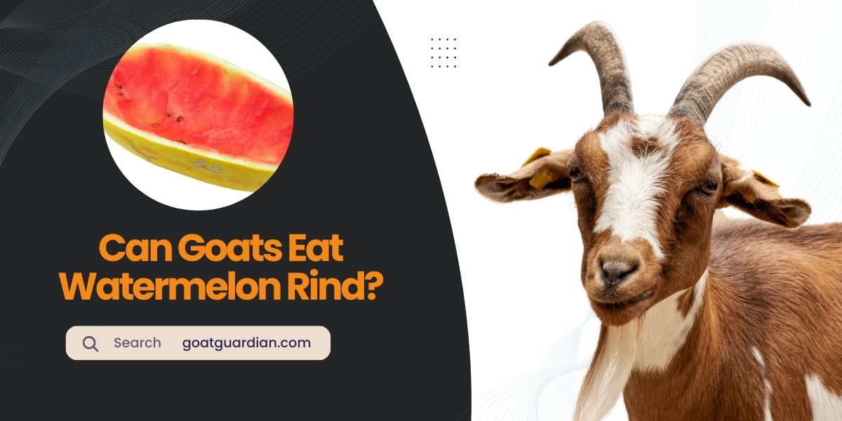 Can Goats Eat Watermelon Rind
