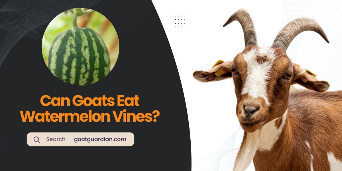 Can Goats Eat Watermelon Vines