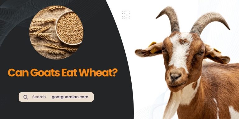 Can Goats Eat Wheat? (Read Before Feeding)