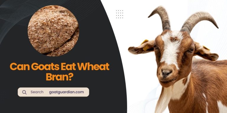 Can Goats Eat Wheat Bran? (Read After Feed)