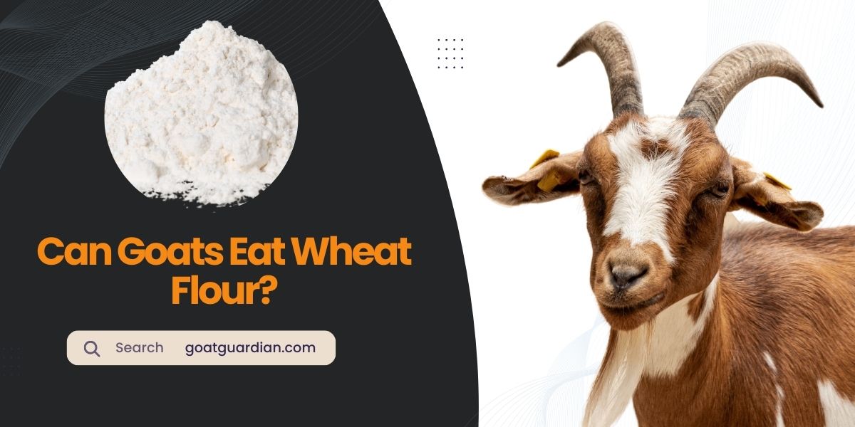 Can Goats Eat Wheat Flour