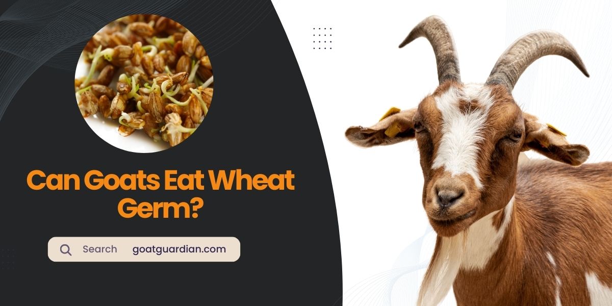 Can Goats Eat Wheat Germ