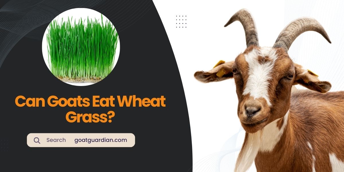 Can Goats Eat Wheat Grass