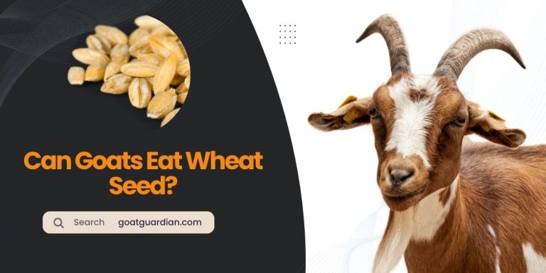Can Goats Eat Wheat Seed? (Read Before Feeding)