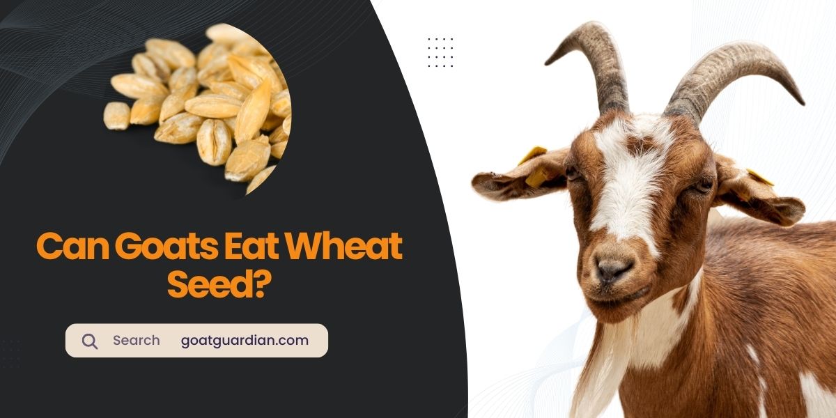 Can Goats Eat Wheat Seed