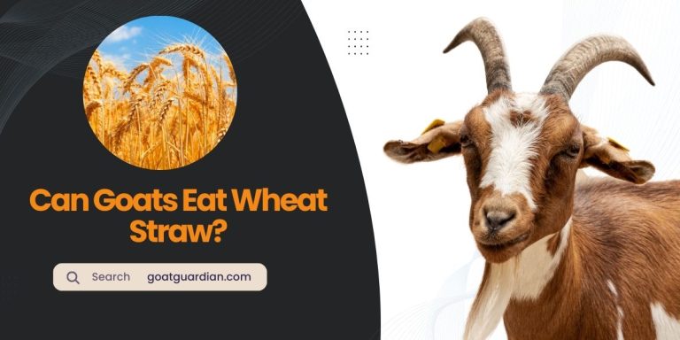Can Goats Eat Wheat Straw? (Must Read)