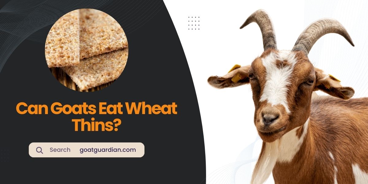 Can Goats Eat Wheat Thins