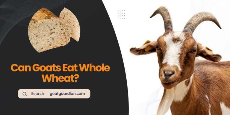 Can Goats Eat Whole Wheat? (Yes or No)