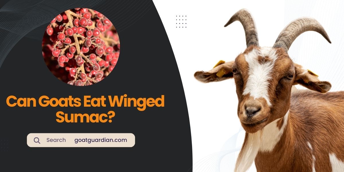 Can Goats Eat Winged Sumac