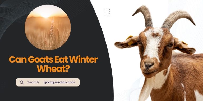 Can Goats Eat Winter Wheat? (Nutrition Facts)