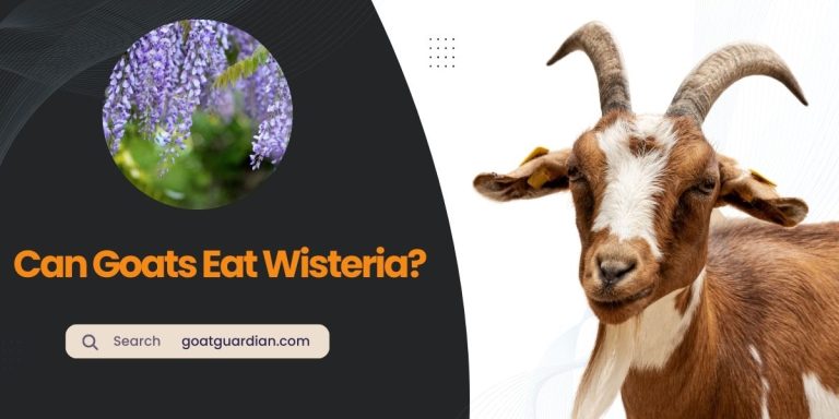 Can Goats Eat Wisteria? (YES or NO)
