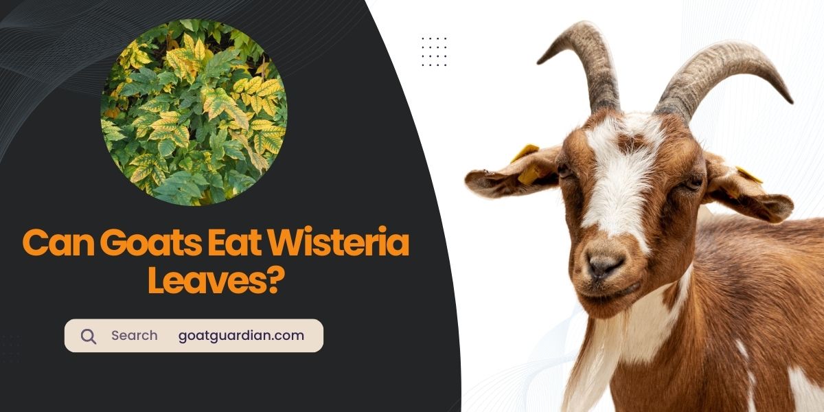 Can Goats Eat Wisteria Leaves