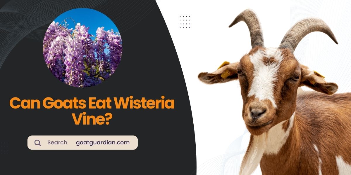 Can Goats Eat Wisteria Vine