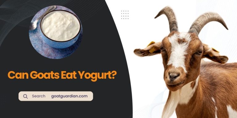 Can Goats Eat Yogurt? (Essential Guide)