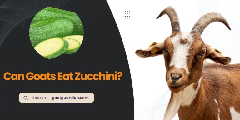 Can Goats Eat Zucchini? (Good or Bad)