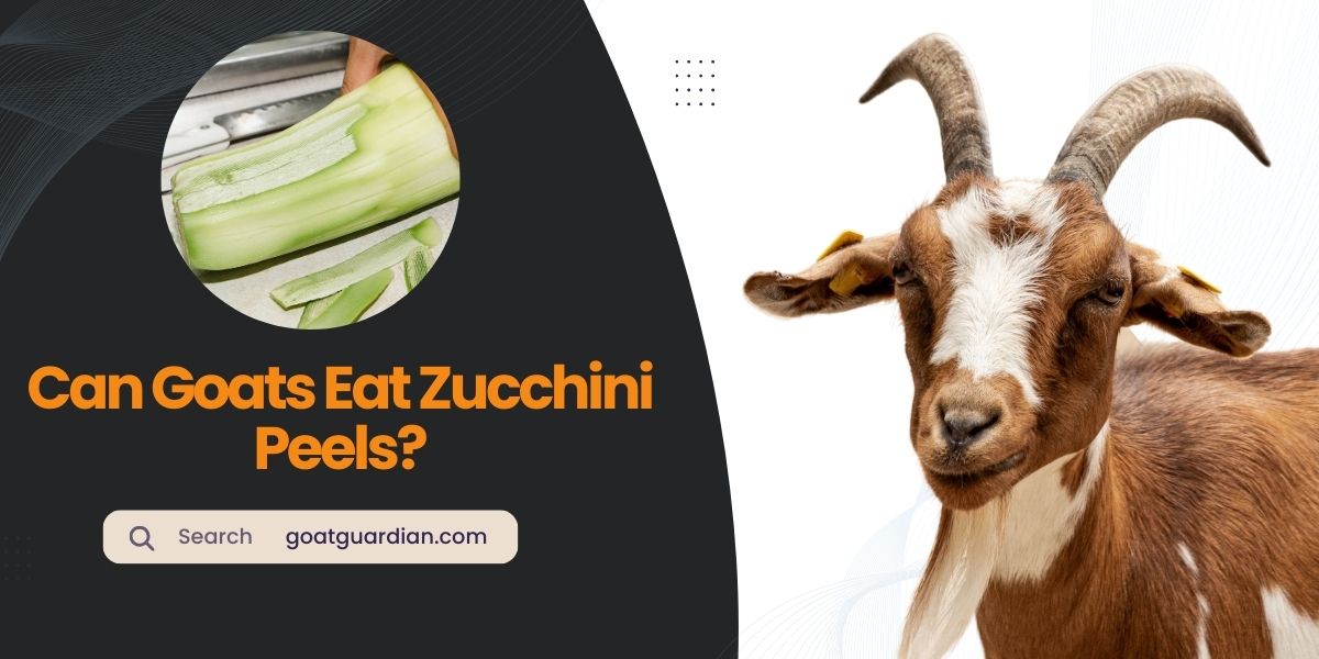 Can Goats Eat Zucchini Peels