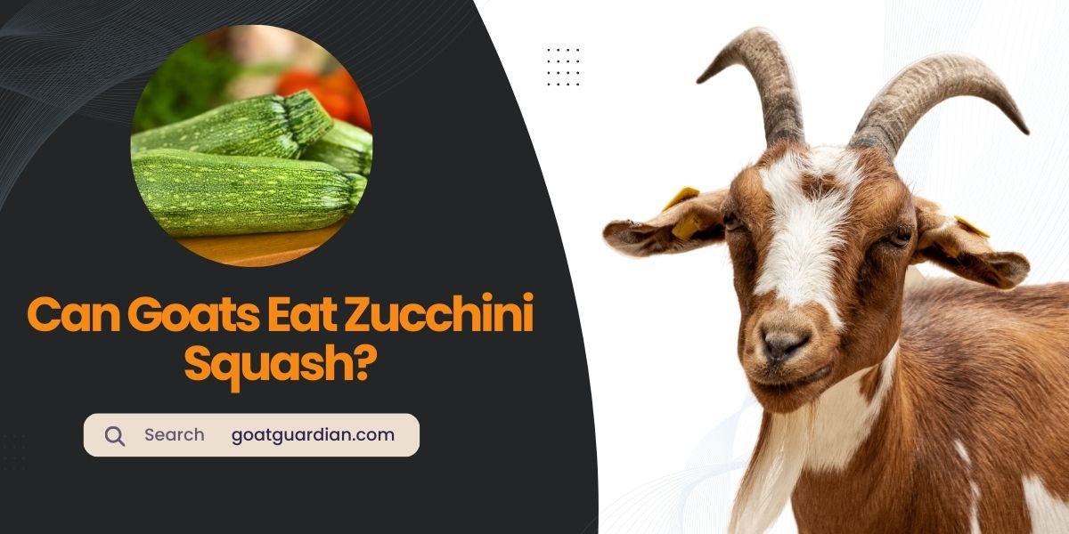 Can Goats Eat Zucchini Squash