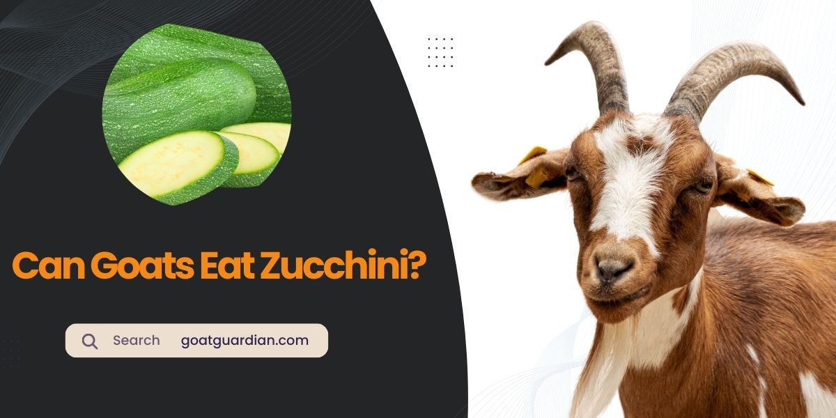 Can Goats Eat Zucchini